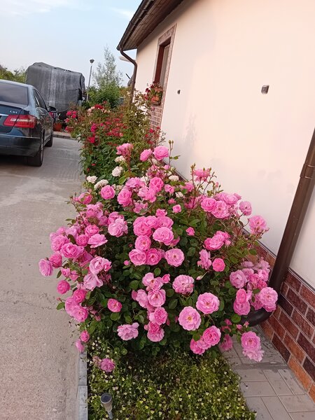 Mihailesti, Popesti, judetul Giurgiu,